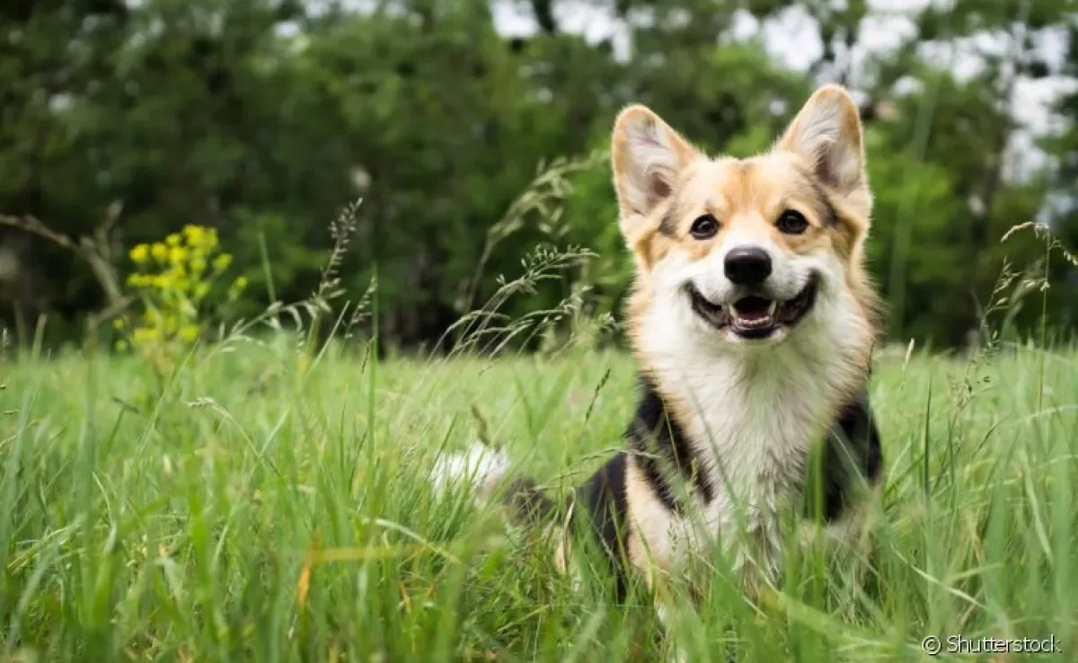  Enjoo, tédio e instinto fisiológico: entenda porque cachorros comem grama! 