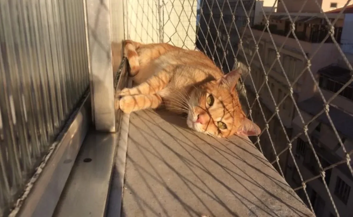  Seu gato ama ficar na janela? Entenda melhor essa mania dos felinos! 