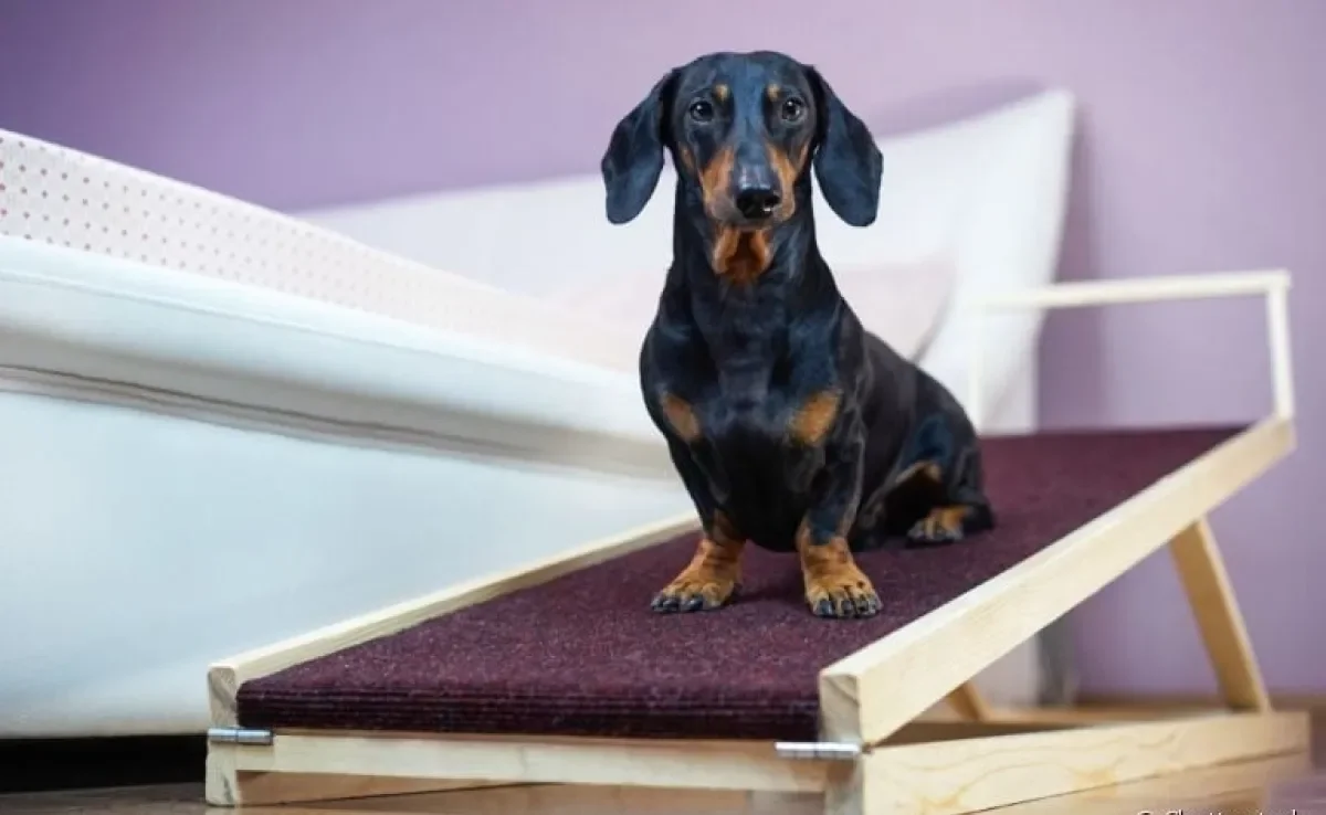 Rampa ou escada para cachorro? Basicamente, elas têm a mesma função: proteger as articulações do seu peludo e evitar doenças ósseas. Veja quando optar pelo acessório!
