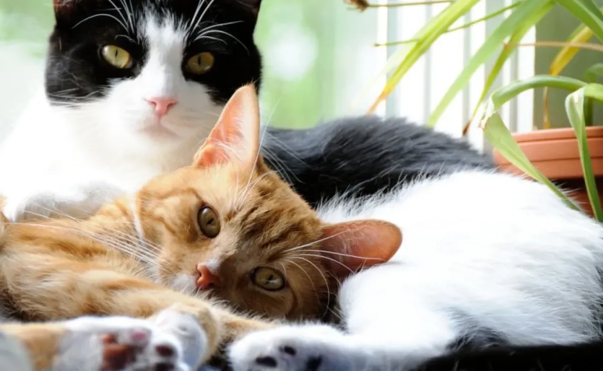 Rinotraqueíte felina é uma das doenças mais comuns entre os bichanos. Saiba tudo sobre a gripe em gatos e quando procurar ajuda!
