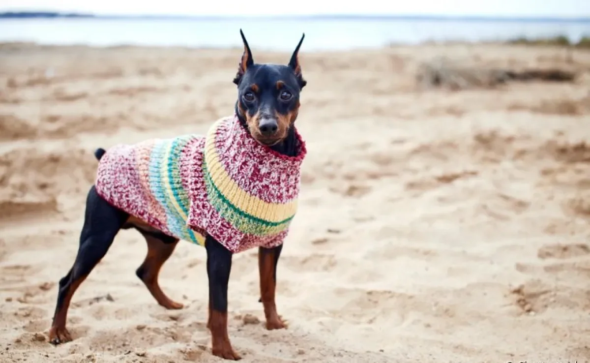 Roupa para cachorro: entenda como (e se é necessário) inserir o acessório no dia a dia do seu peludo!
