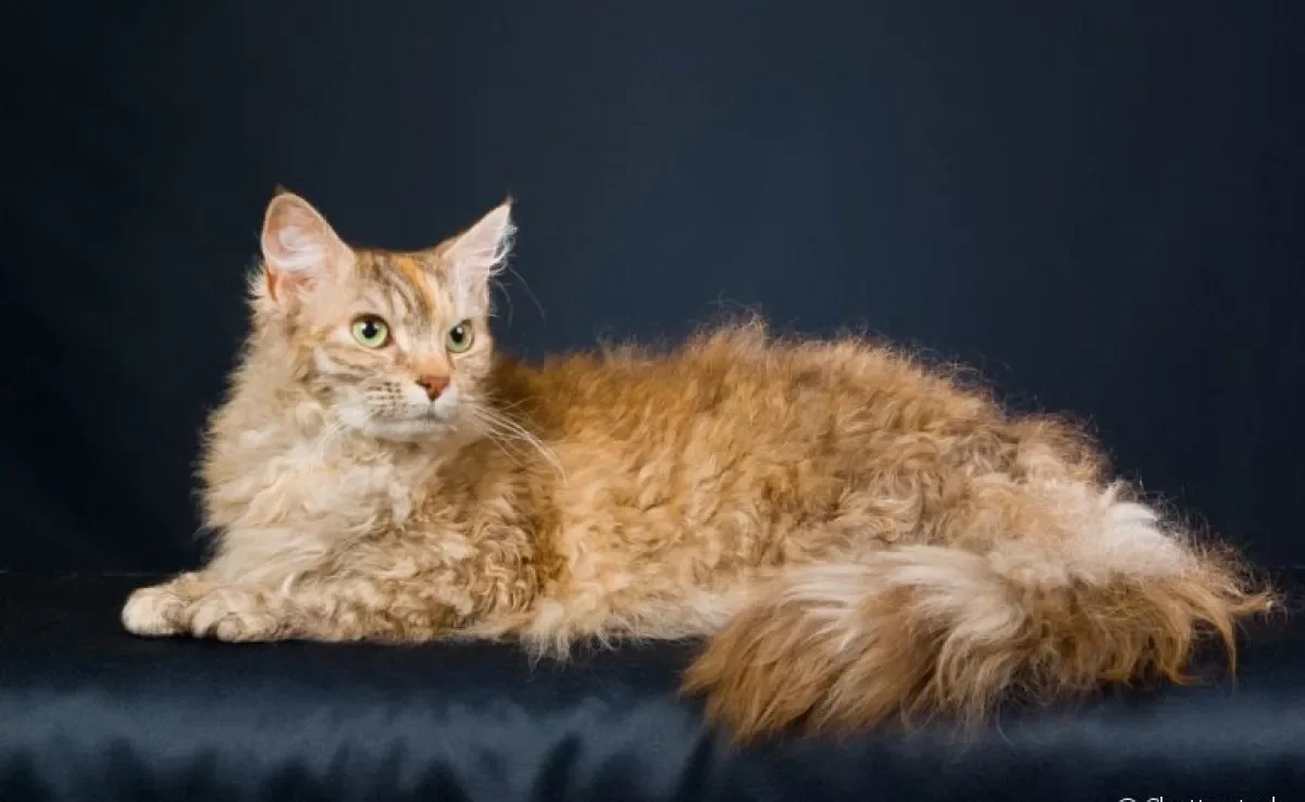  Gatos da raça LaPerm: saiba quais são as características desse tipo de felino! 