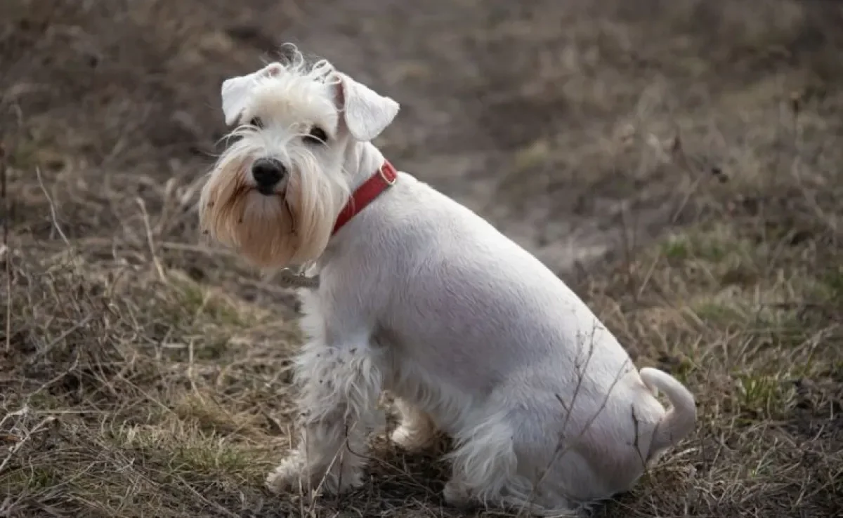 A tosa, em alguns casos, pode ajudar muito no bem-estar do seu cãozinho. Confira os "cortes" indicados para algumas raças!