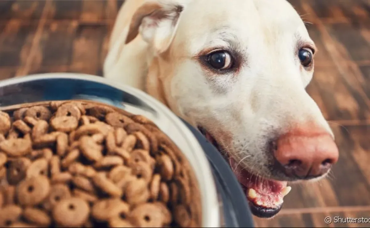 Descubra se a vitamina para cachorro realmente é necessária!