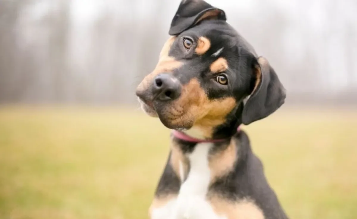 Conheça as formas mais comuns do seu cachorro falar com você!