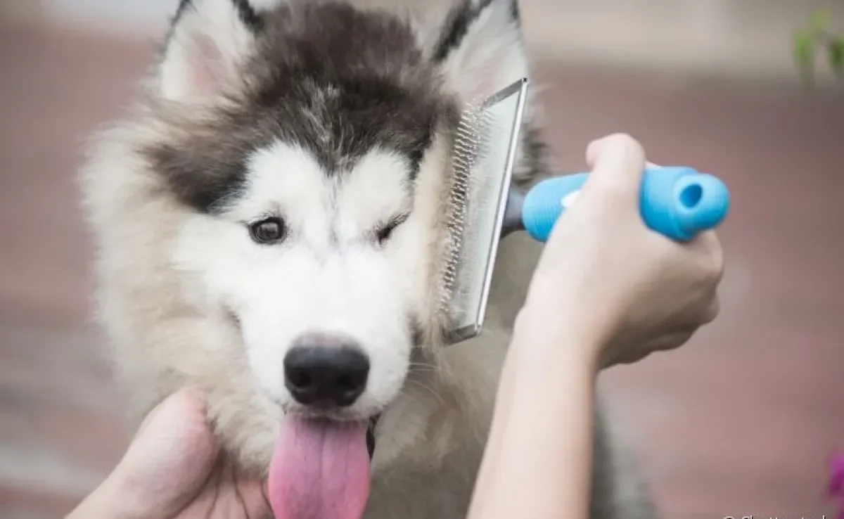 Acessórios para cachorro que vão facilitar a vida dos donos e proporcionar mais bem-estar aos pets
