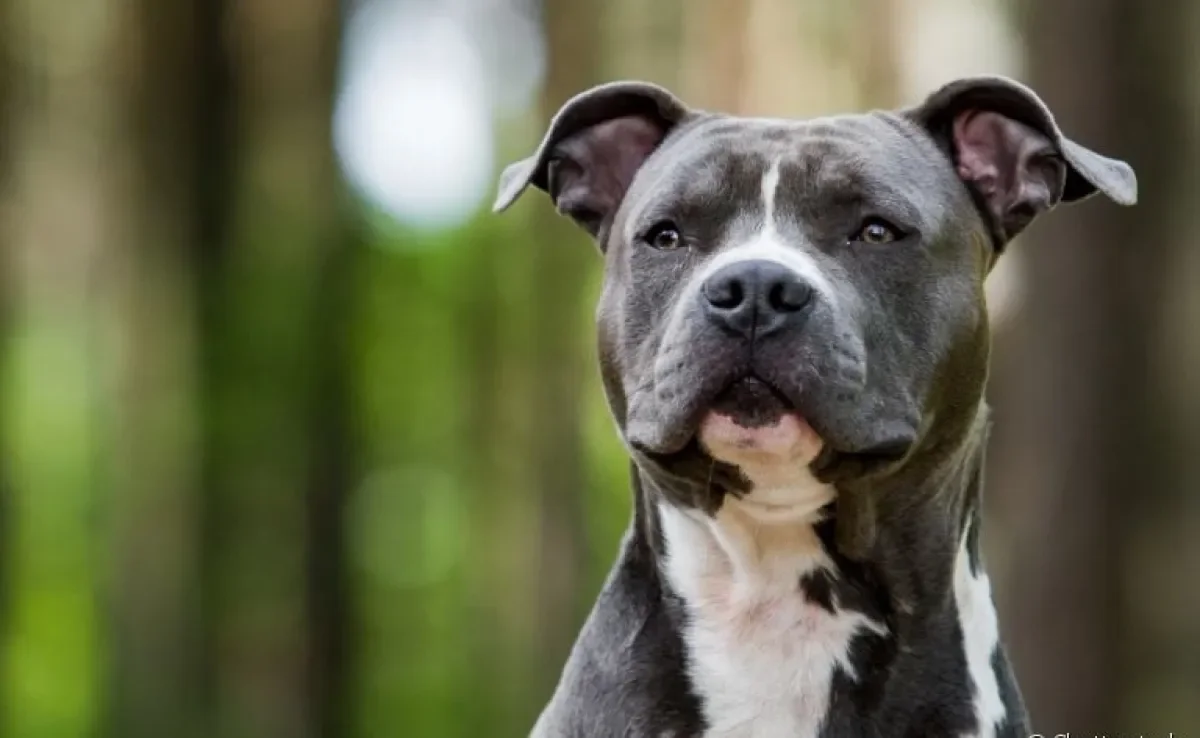 Ataque de cachorro: descubra o que pode causar e como lidar com o comportamento agressivo do animal