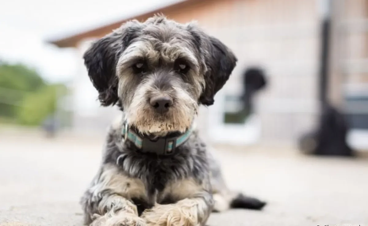  Cachorro com soluço pode ter várias causas. É importante observar com atenção para tratar o mal-estar corretamente! 