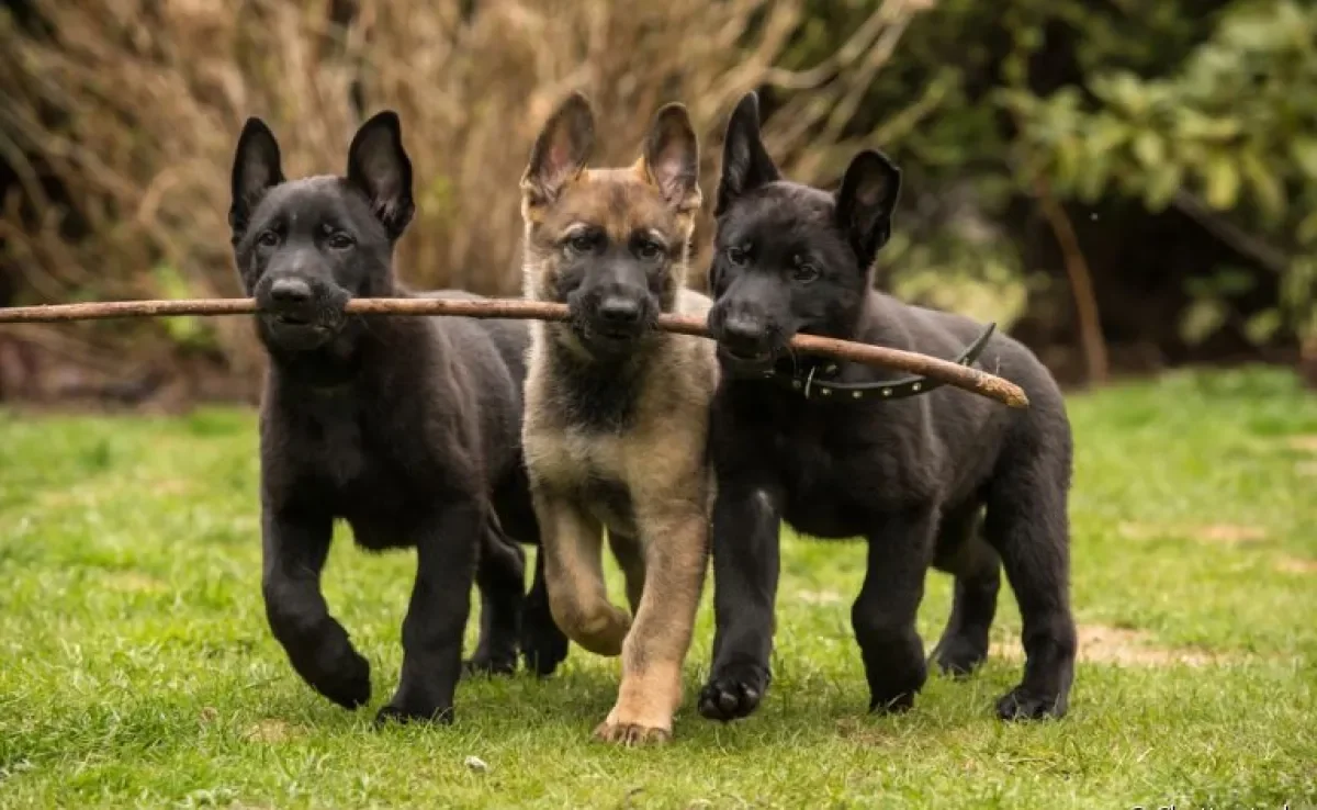 Como socializar cachorro filhote e adulto: descubra como o processo é importante para o animal