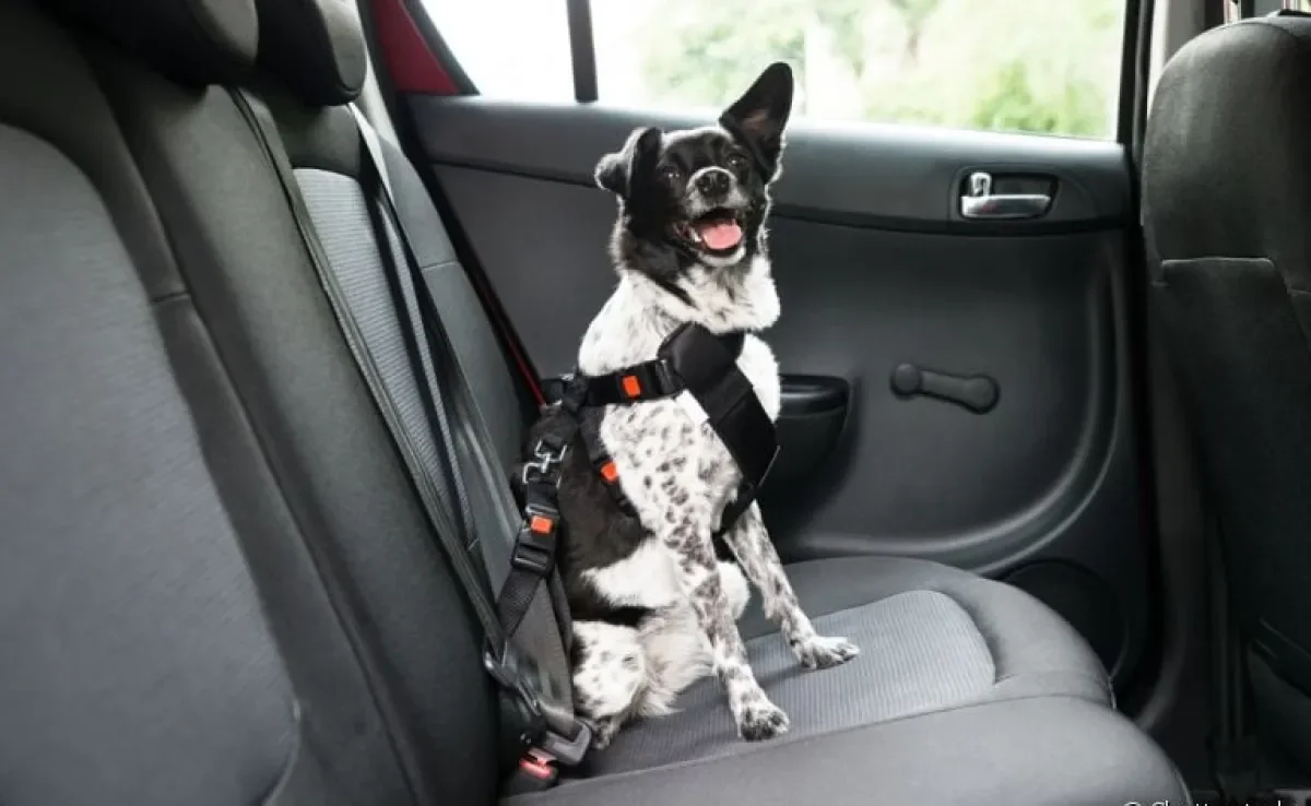 Cinto de segurança para cachorro é um acessório fundamental para a segurança do seu amigo. Veja o que você precisa considerar na hora de escolher um modelo!