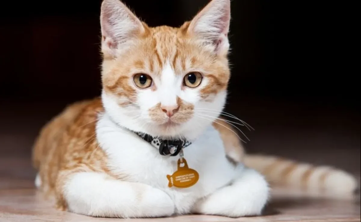 Coleira para gatos: acessório essencial para a segurança dos gatinhos.