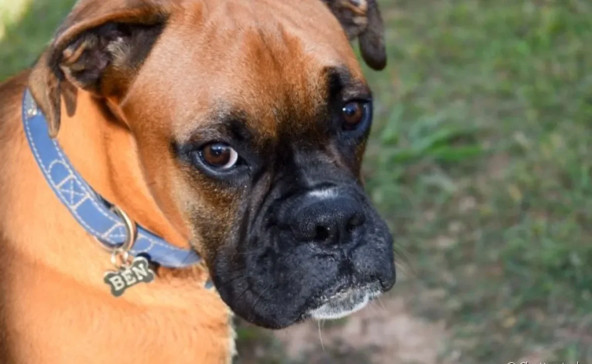 O AVC em cachorros pode ser causado por uma série de fatores: descubra mais sobre a condição aqui