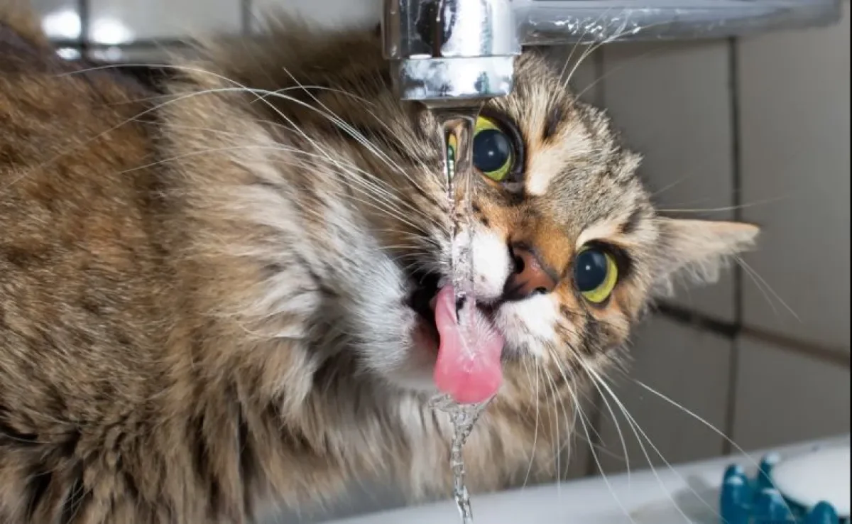 Cuidar de gato no verão é muito importante para manter a saúde e bem-estar do seu bichano