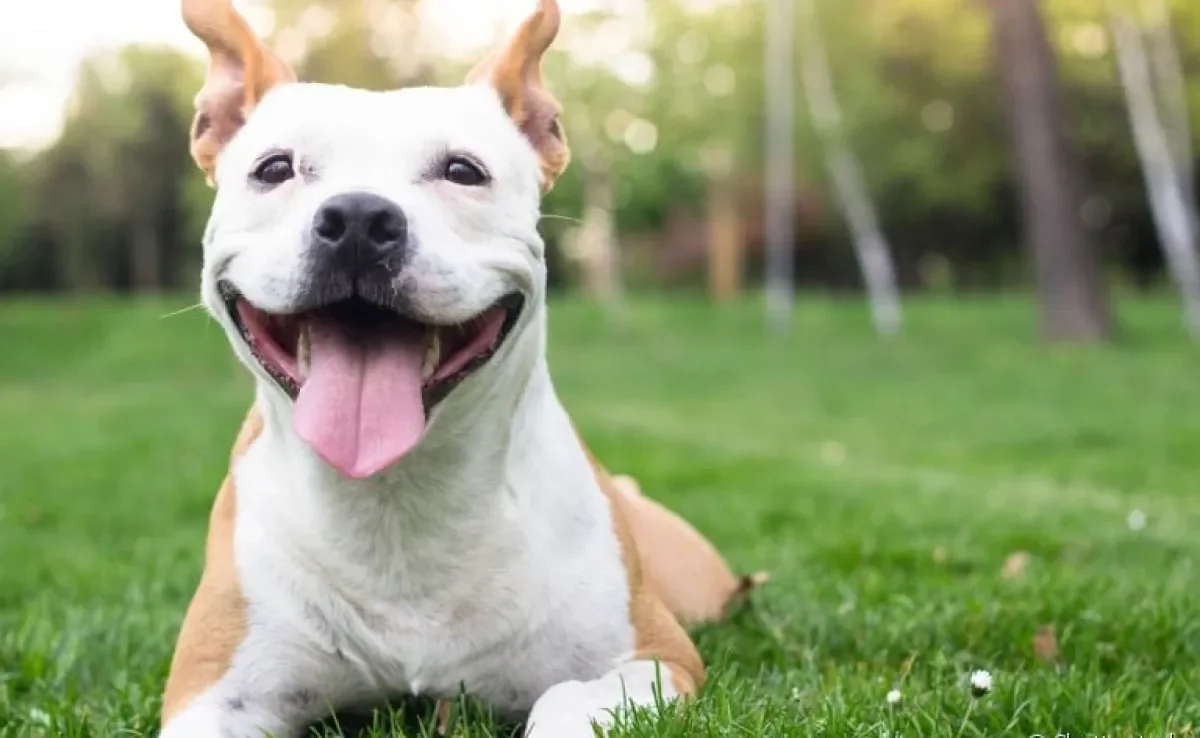  Curiosidades sobre cachorros: uma lista de coisas que você nem imaginava sobre esses peludinhos! 