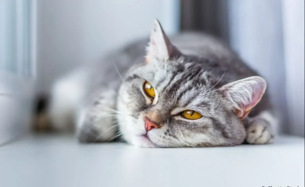 Floral para gatos ajuda a corrigir problemas comportamentais. Conheça mais e saiba como utilizar com seu felino!