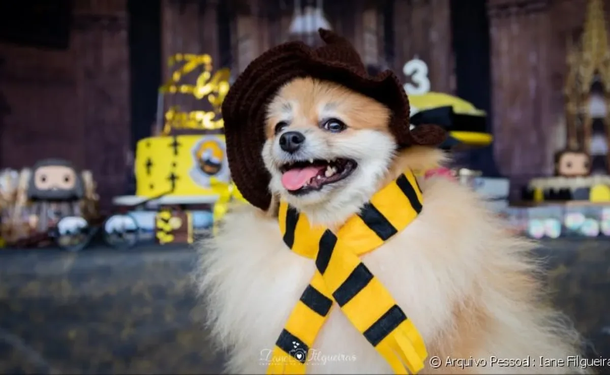 Fotos de cachorros são apaixonantes!