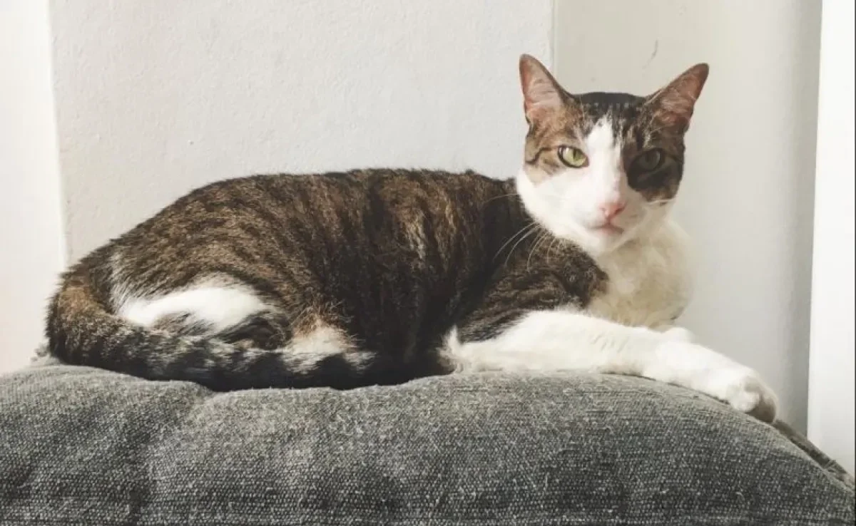 Gato vira-lata é só amor e muita gratidão! Que tal adotar um felino e mudar a vida dele assim como a aconteceu com a Mia, essa linda gatinha da foto?