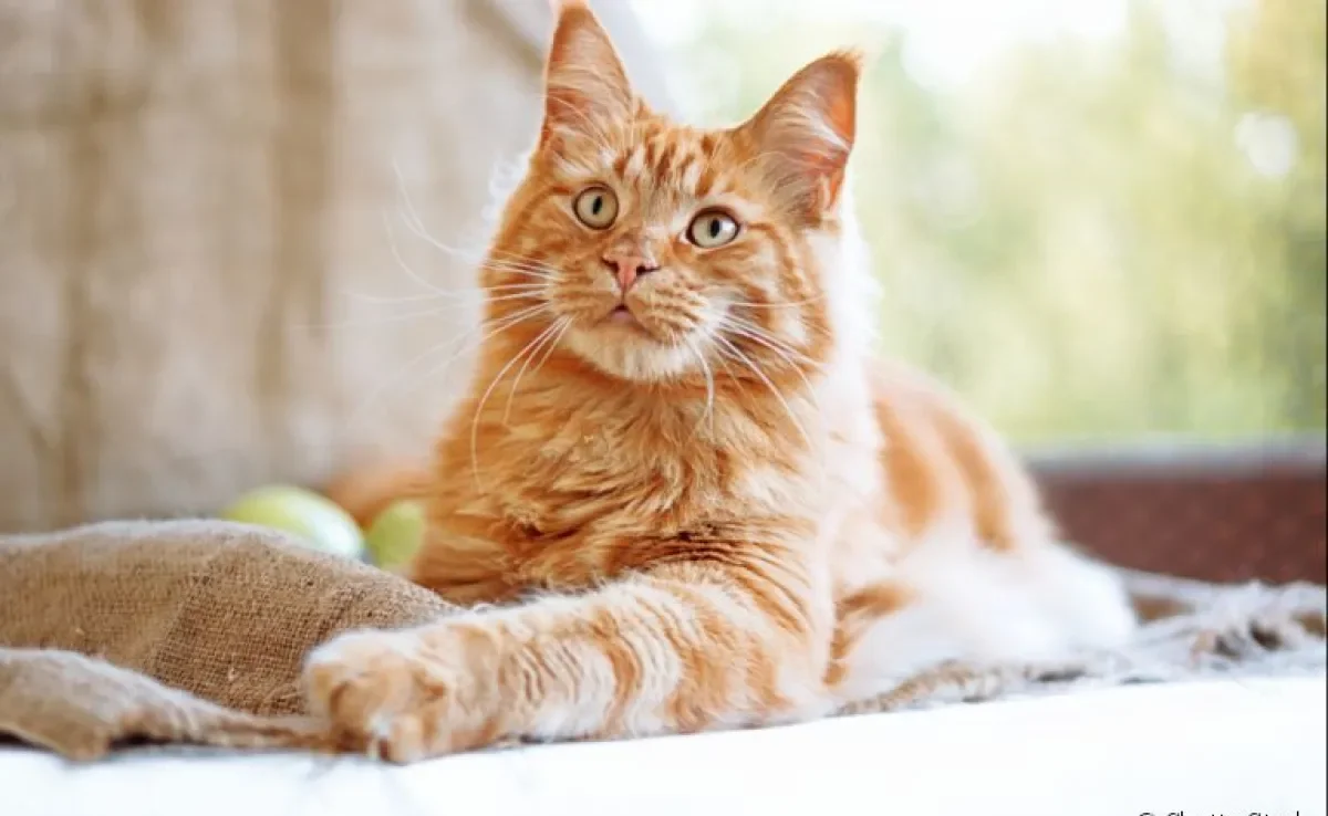 Hiperplasia mamária felina: essa grave doença tem tratamento! Saiba como prevenir e cuidar do seu gatinho.