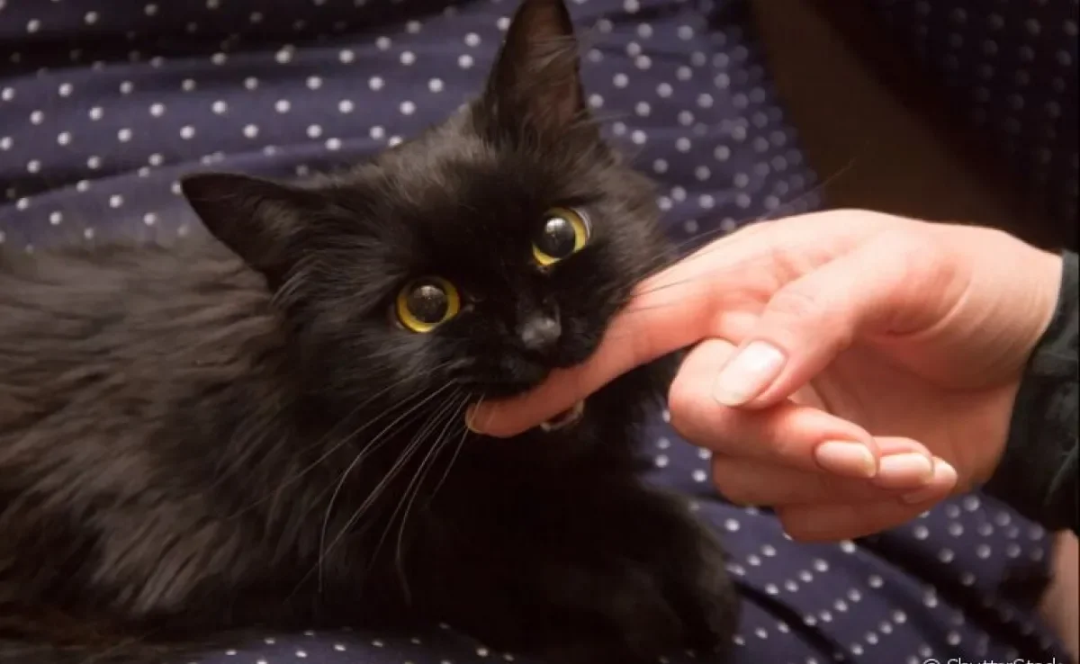 Mordida de gato: você sabia que existem várias razões que explicam esse comportamento? Entenda!