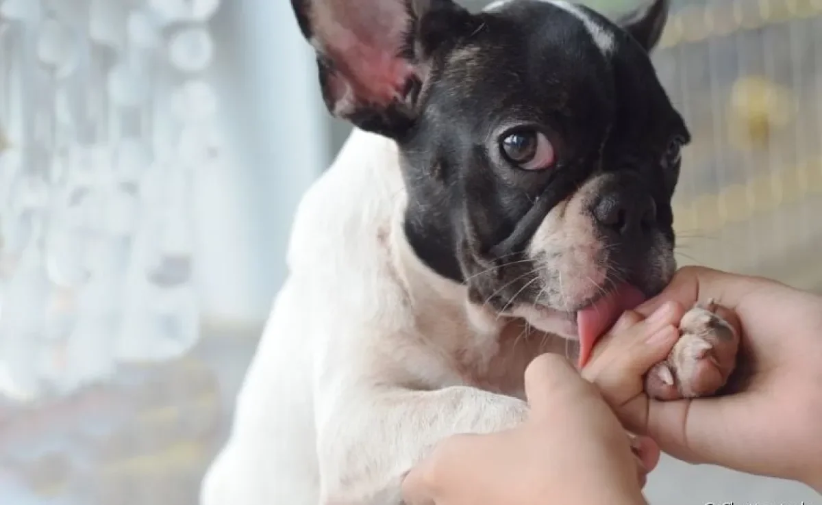 Os "lambeijos" estão associados a muitos motivos. Veja porque seu cãozinho tem esse comportamento!