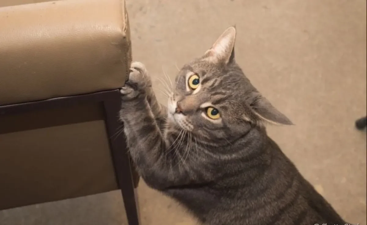 Protetor de sofá para gatos é a solução para que o bichano não arranhe os estofados. Descubra os modelos mais comuns!