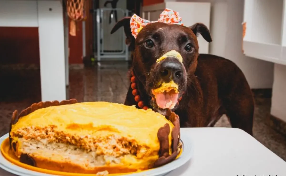 O bolo para cachorro não pode faltar na festa de aniversário dos nossos amigos