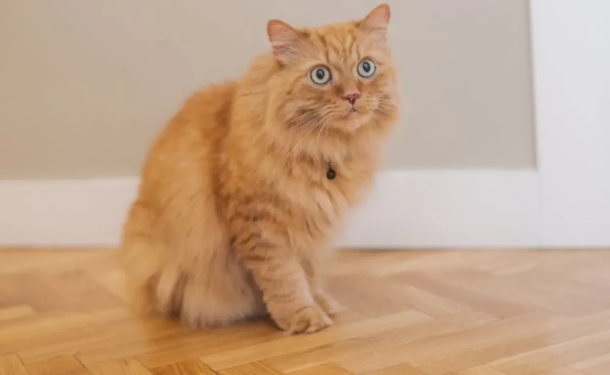 A "inspeção de saúde" faz parte de cuidar de gato: descubra o que você precisa procurar no corpo do seu amigo para saber se está tudo bem