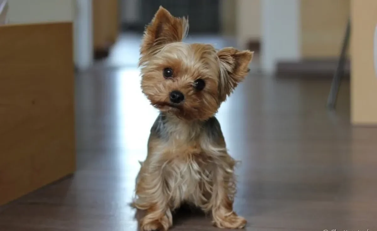 Cachorro que não cresce: descubra algumas das raças que continuam pequenas para sempre