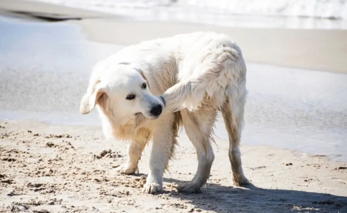 Cachorro correndo atrás do rabo pode ser sinal de uma série de coisas!
