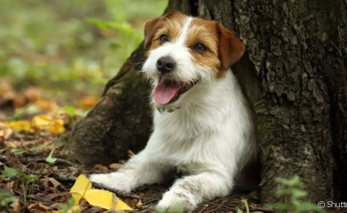 Conheça algumas raças de cachorros difíceis de adestrar!