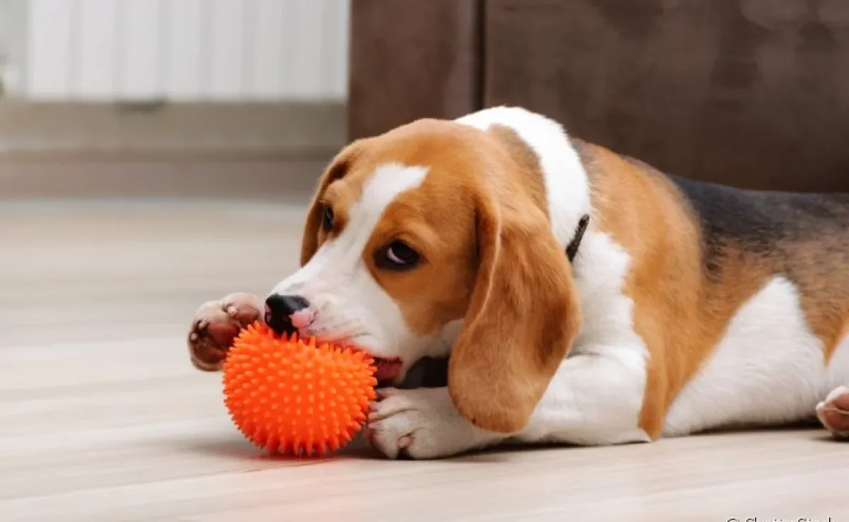 A bolinha é um dos brinquedos favoritos dos cães!