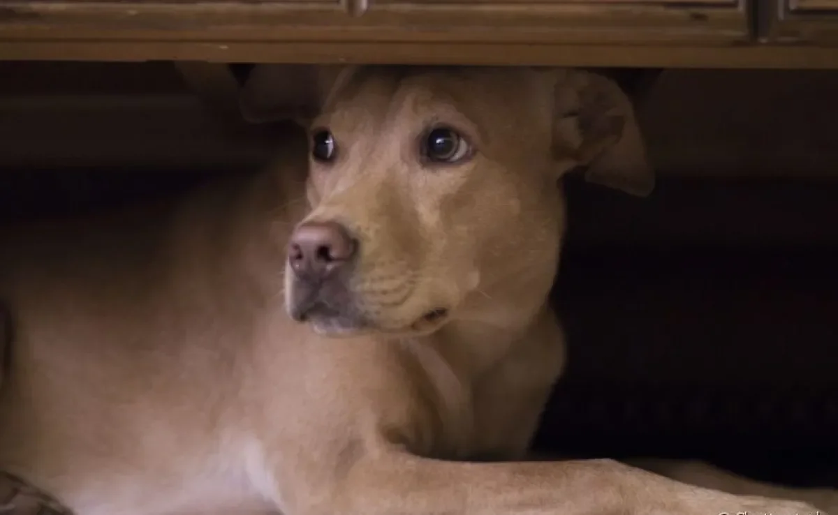  Veja as melhores maneiras de proteger o cachorro dos fogos de artifício! 