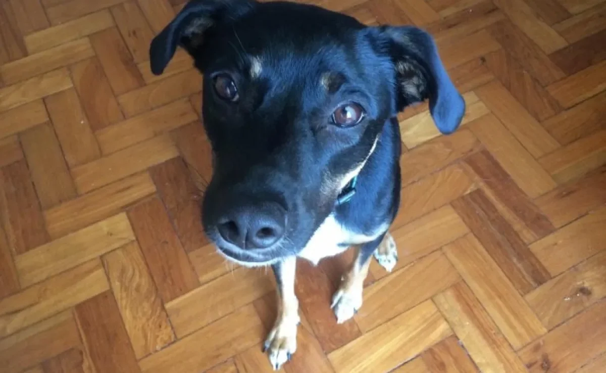 Cachorro com olho remelando é normal, mas fique atento com a quantidade: em excesso, a secreção pode indicar problemas mais graves