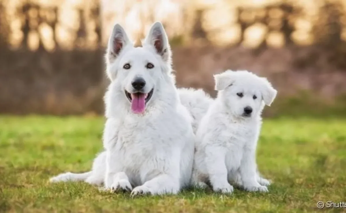 Até quantos meses o cachorro cresce: descubra como prever o tamanho que seu filhote vai alcançar