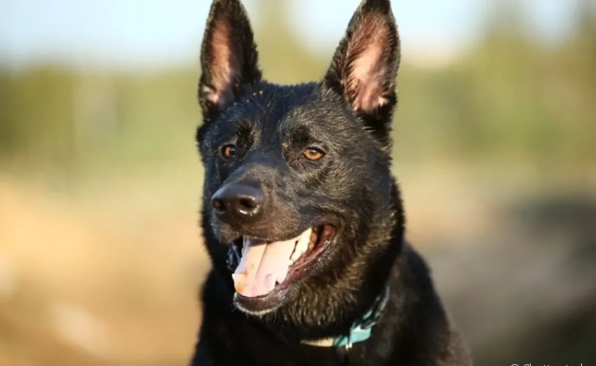 Cachorro vomitando ração: descubra o que pode ser e como ajudar seu amigo