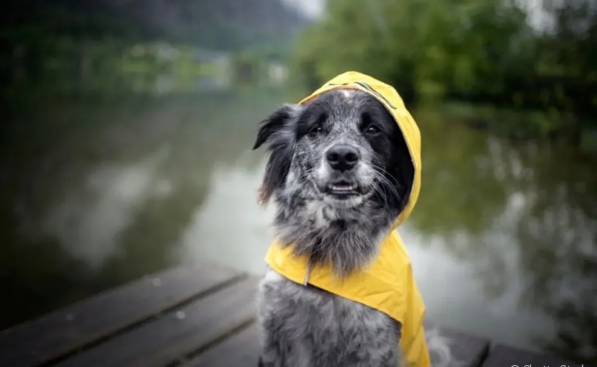A capa de chuva para cachorro é um acessório que ajuda na rotina de passeios