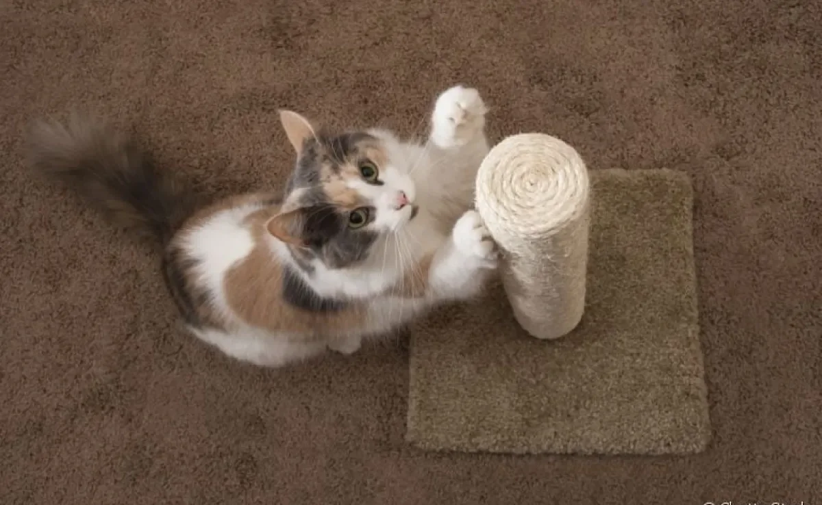 Arranhador de gato é uma alternativa para poupar os móveis das unhas dos gatinhos