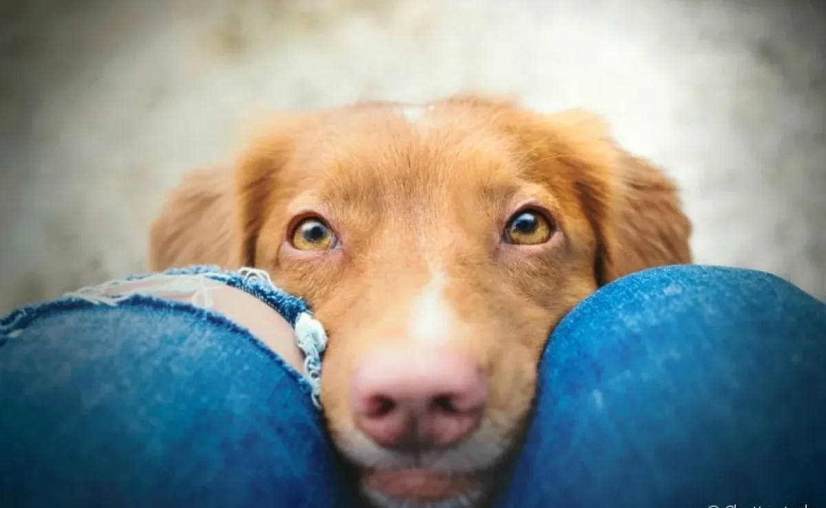 Como os cachorros enxergam: descubra mais sobre os detalhes da visão canina aqui