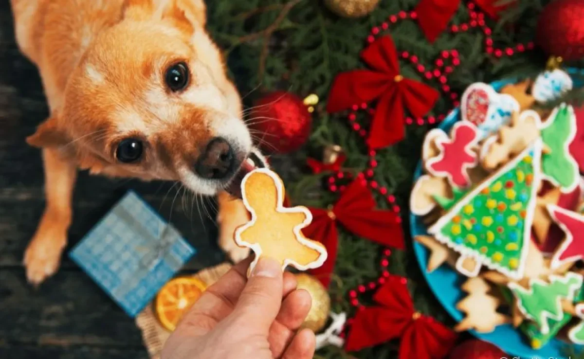 O que o cachorro pode comer na ceia de natal? Veja a lista!