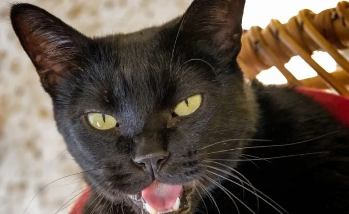 Gato tossindo pode estar relacionado a doenças respiratórias, problemas cardíacos e alergias. Aprenda a identificar!
