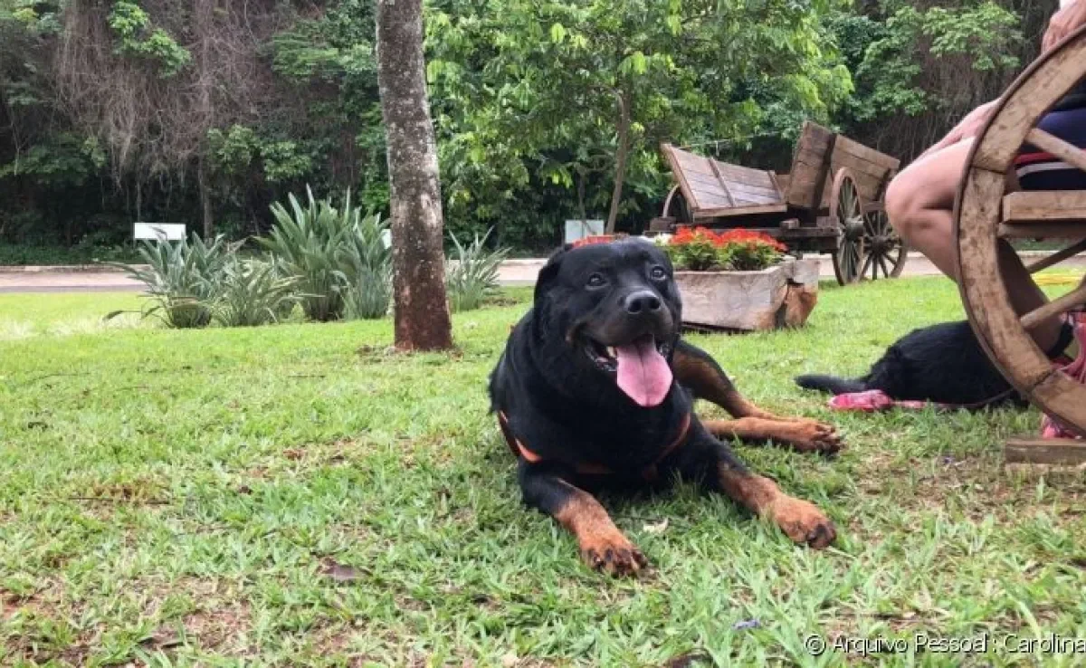 Leishmaniose canina: o Mussum, esse Rottweiler da foto, conviveu com a doença por alguns anos