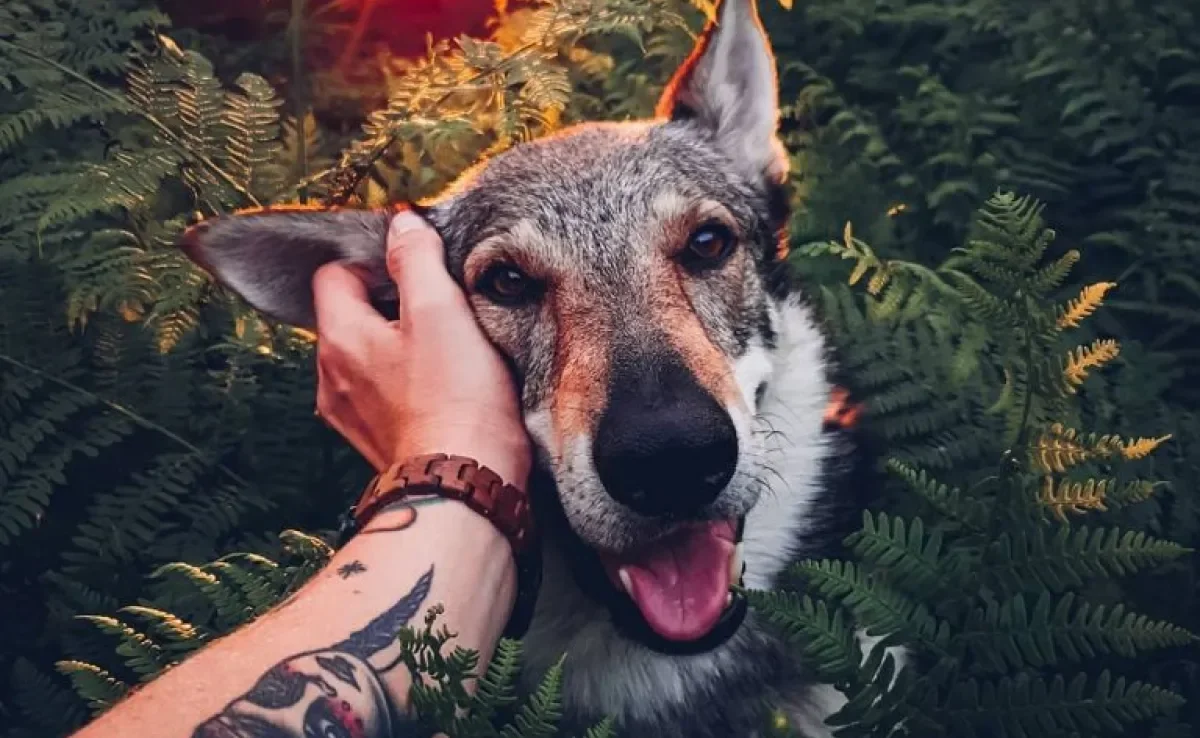Descubra esses nomes de cachorros famosos, se inspire e se apaixone por esses doguinhos