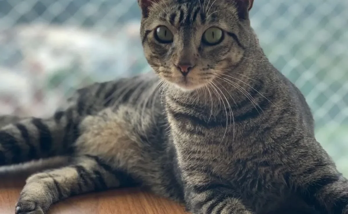  Nomes de gatos: se inspire nesses felinos pra batizar o seu bichano! (Foto: @gatitomiguelito) 
