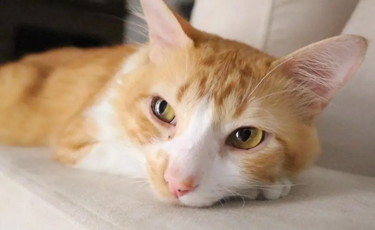 Otite em gatos pode causar muitos incômodos. Aprenda a identificar o problema!