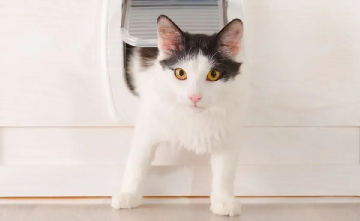 A porta para gatos torna o dia a dia do seu felino mais confortável e sem obstáculos pelo caminho