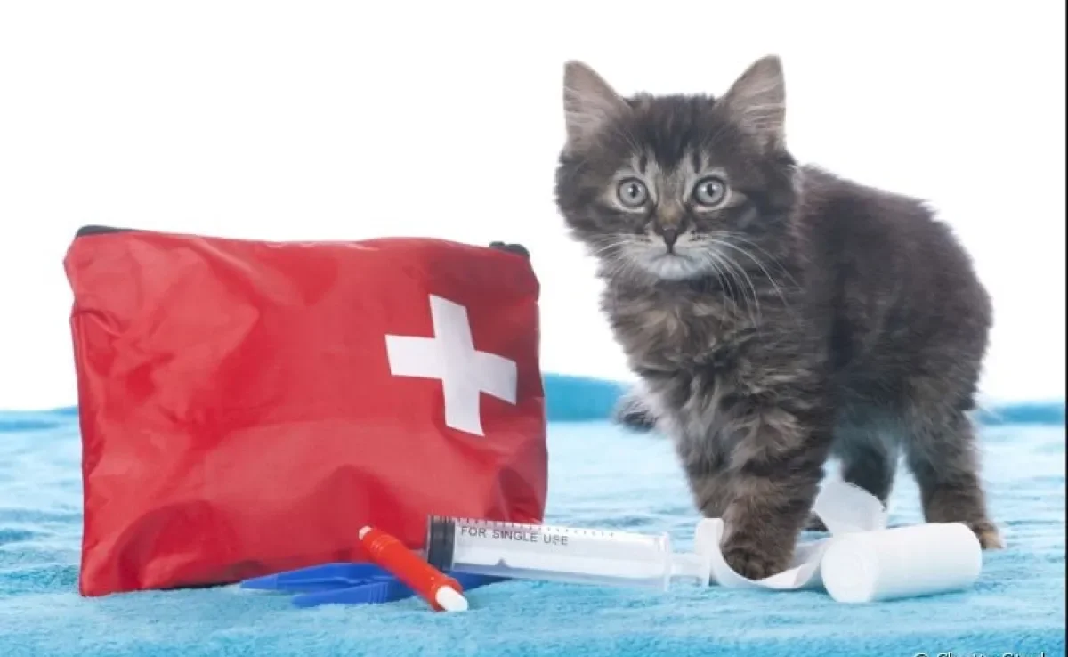 Saiba como cuidar de gato em caso de emergências: atropelamento, engasgo, parada cardiorrespiratória e outras situações.