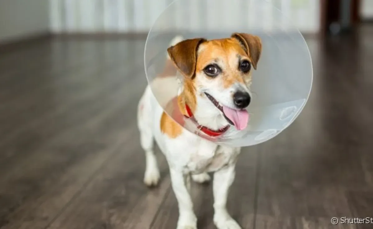 Castrar cachorro é um ato de amor com muitos benefícios. Veja a média de preço em várias cidades do Brasil!