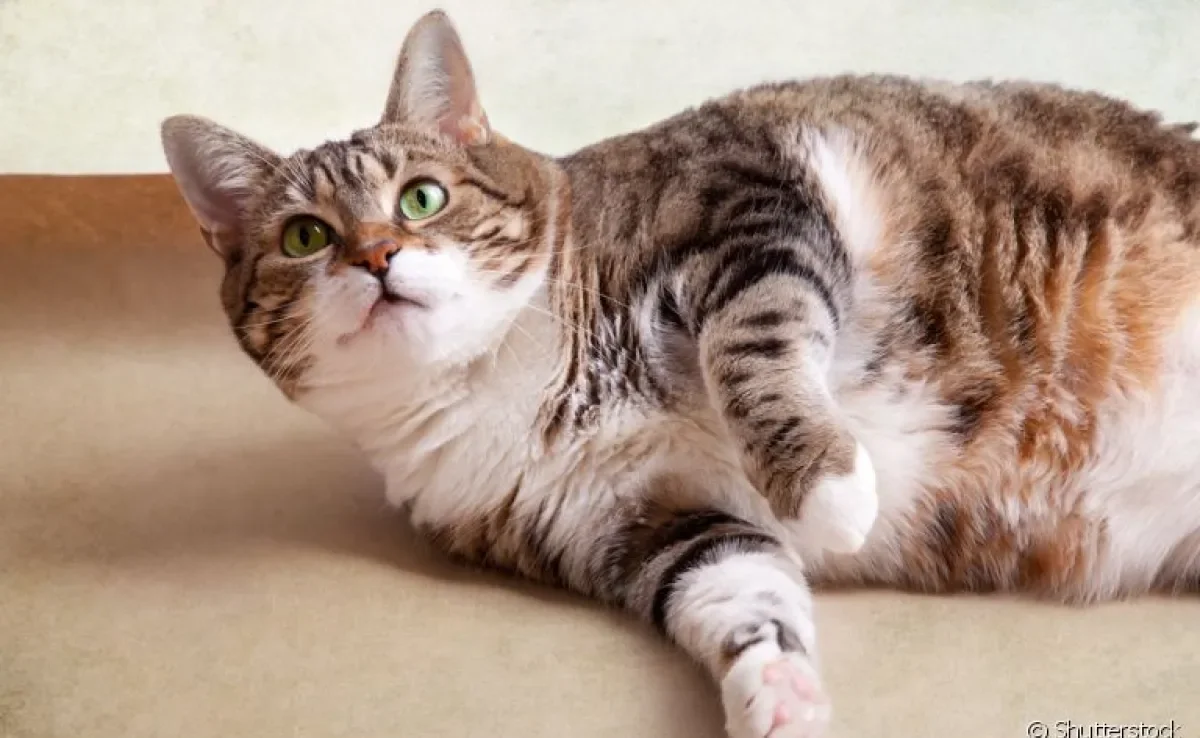 A ração para gatos castrados ajuda a evitar a obesidade felina