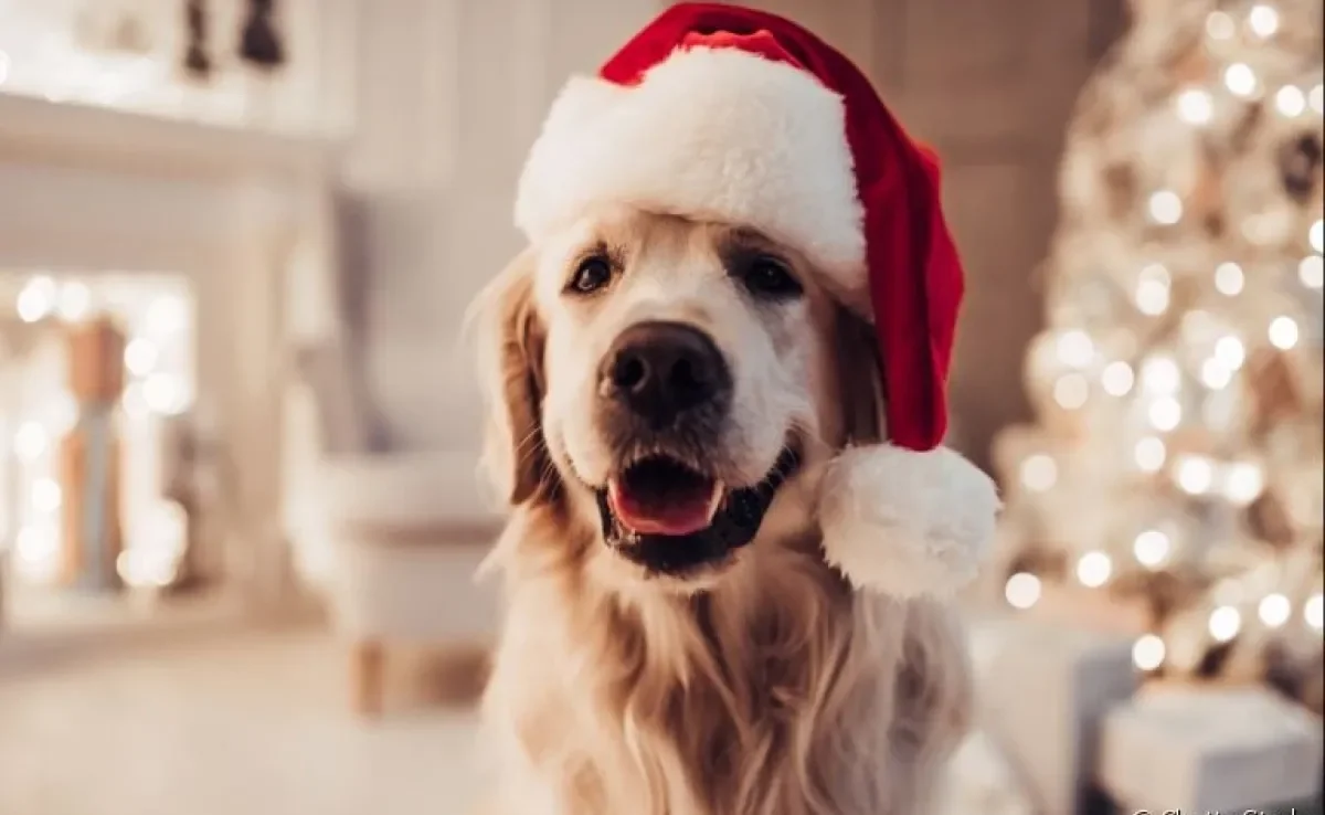 Confira ideias de roupa de natal para cachorro e entre no clima de celebração com o seu peludo!