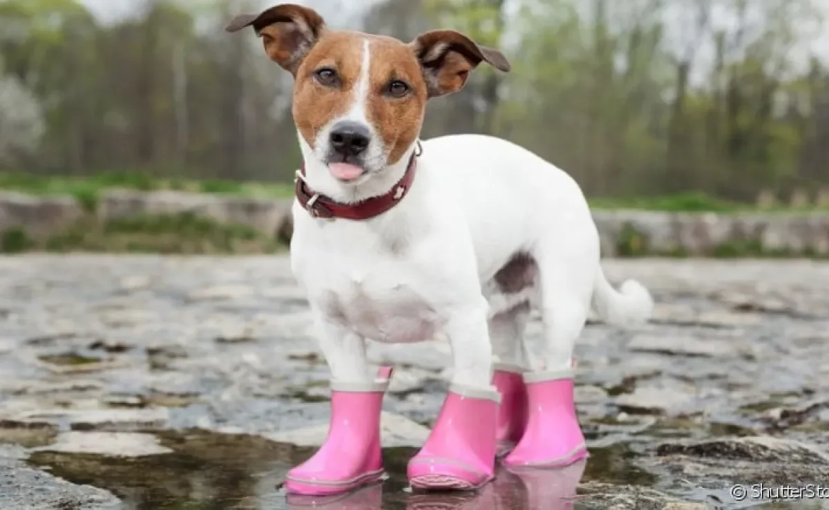Sapato para cachorro: o modelo ideal tem que ser confortável para o pet